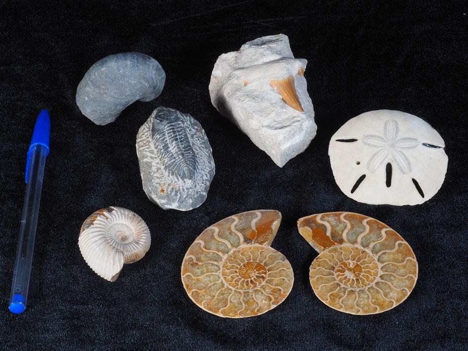 [165] Lot de 6 fossiles