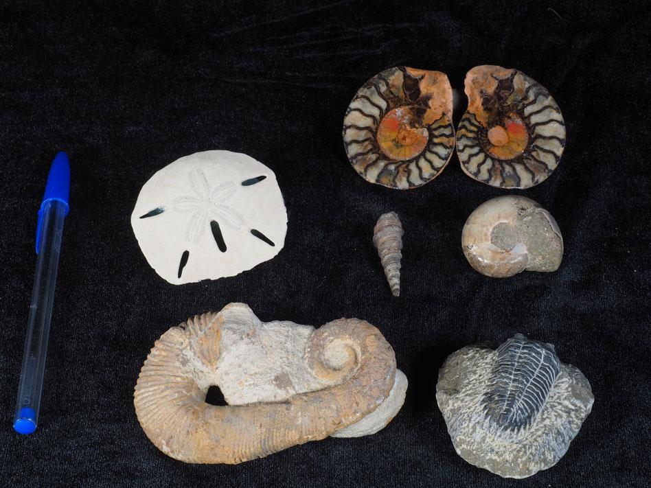 [166] Lot de 6 fossiles