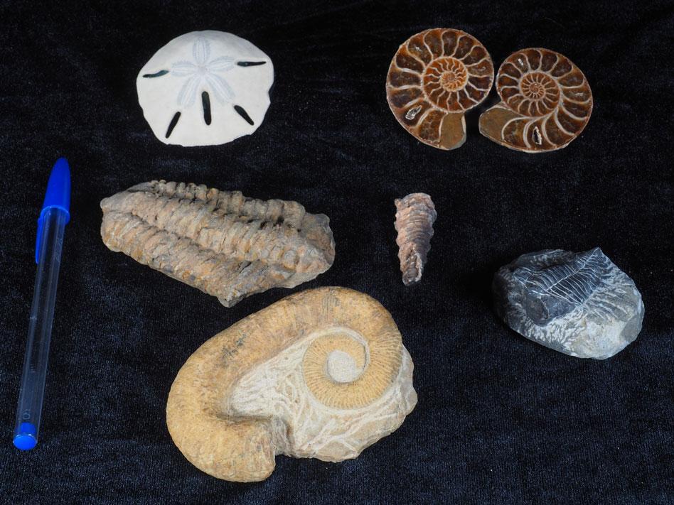[167] Lot de 6 fossiles