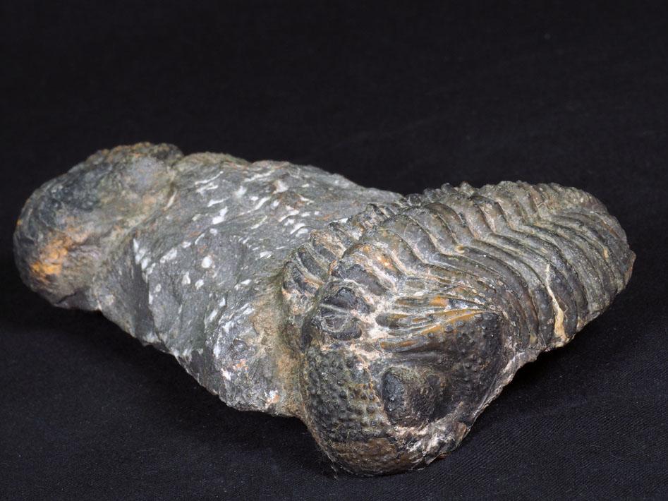 Deux trilobites phacops