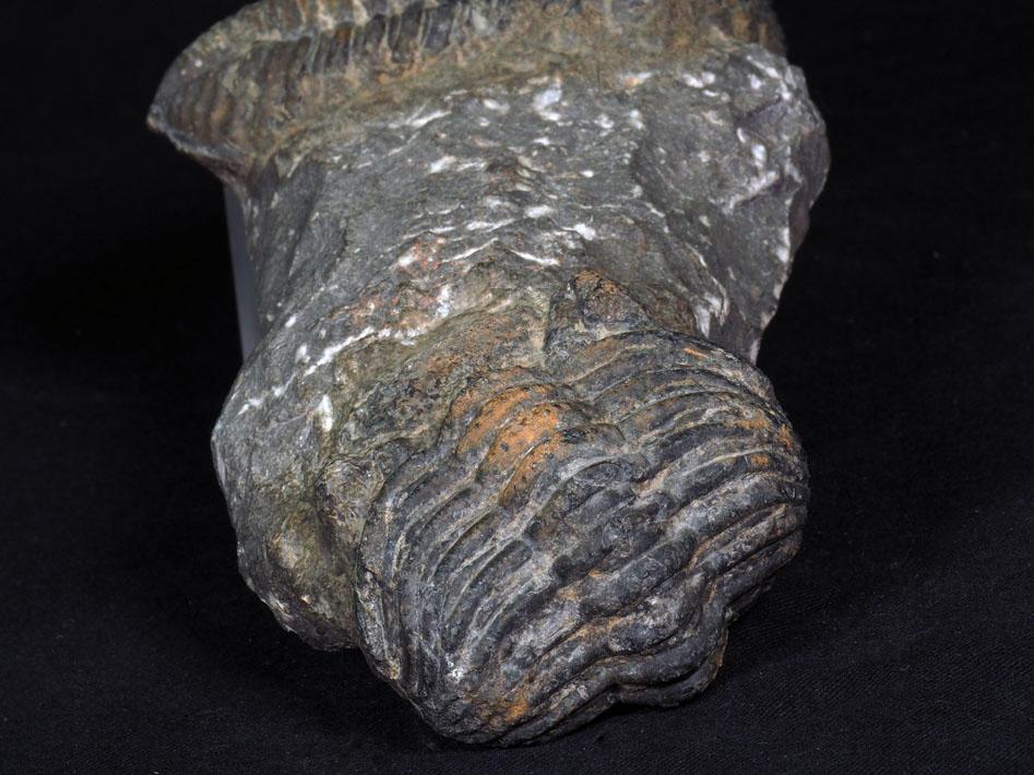 507 Deux trilobites phacops