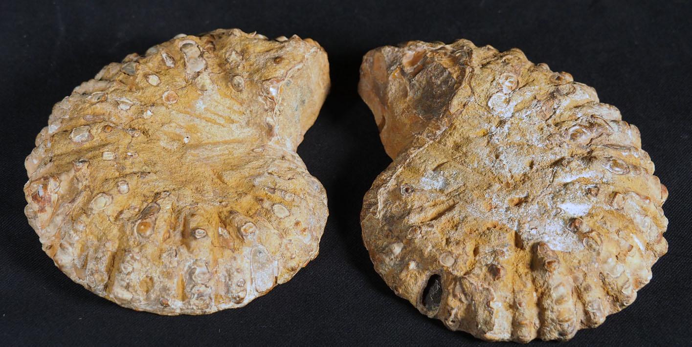 531 Ammonite côtelée