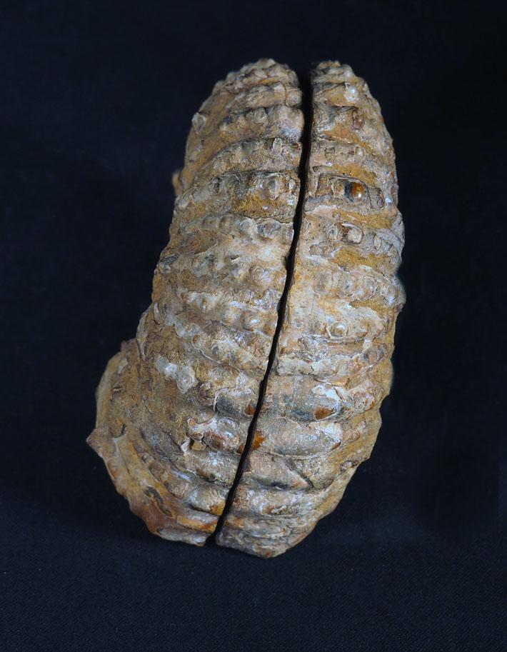 531 Ammonite côtelée