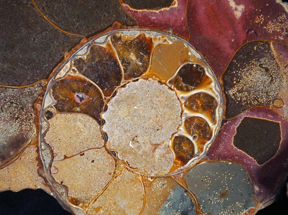 531 Ammonite côtelée